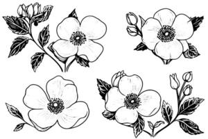 Rosa canina flower hand drawn ink sketch. Engraving style illustration. vector