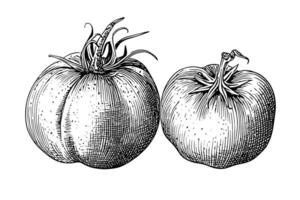 Tomato hand drawn ink sketch. Engraving vintage style illustration. vector