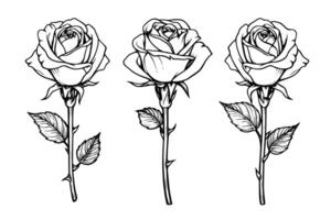 Set of rose flower hand drawn ink sketch. Engraving style illustration. vector