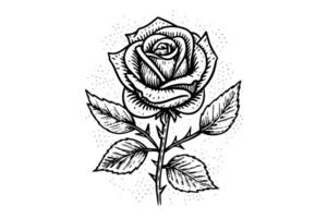 Elegant Rose. Vintage simple line art. Hand drawn ink sketch. Engraving illustration. vector