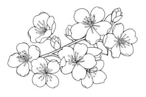 Sakura flower hand drawn ink sketch. Engraved style illustration. vector