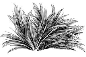 Clásico dibujado a mano césped bosquejo. grabado estilo planta ilustración. vector