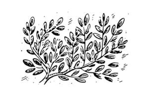 Vintage Hand-Drawn Leaf Branch Sketch Botanical Illustration. vector