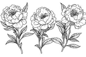 Vintage Floral Sketch Baroque Garden Illustration with Rose and Peony Blossoms. vector