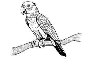 Parrot sitting on a branch hand drawn ink sketch. Engraved style illustration. vector