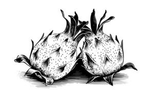 pitaya o continuar Fruta mano dibujado tinta bosquejo. grabado Clásico estilo ilustración. vector