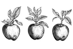 Clásico dibujado a mano manzana árbol bosquejo retro ilustración de Fresco fruta. vector