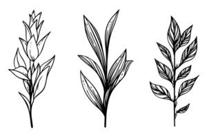 Hand-drawn ink sketch of minimal plant, black forts for graphic design. Engraved style illustration. vector