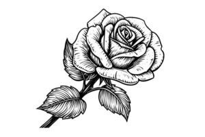 Vintage Woodcut Rose Engraved Floral Tattoo Line Art Print Illustration. vector
