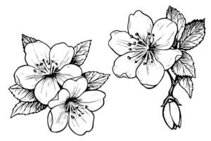 Sakura flower hand drawn ink sketch. Engraved style illustration. vector