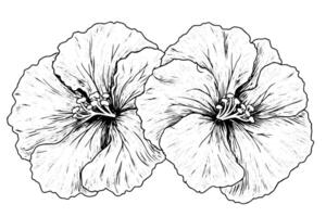 Hibiscus flower hand drawn ink sketch. Engraved style illustration. vector