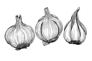 Garlic heads hand drawn ink sketch. Engraving vintage style illustration. vector