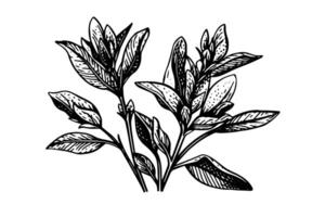 Vintage Mint Leaf Sketch Botanical Illustration of Peppermint and Spearmint. vector