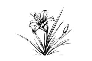 Saffron or crocus hand drawn ink sketch. Illustration in engraving vintage style. vector