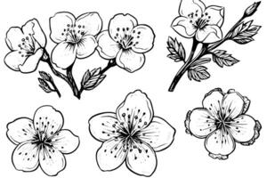 Sakura flower hand drawn ink sketch. Engraved style illustration. vector