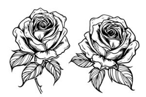 Vintage Floral Elegance Hand-Drawn Rose Sketch in Monochrome Engraved Pack. vector