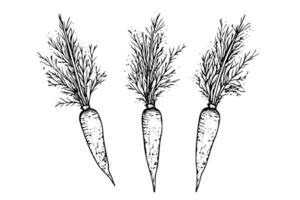 Vintage Carrot Sketch Hand-Drawn Illustration of Fresh Vegetable, Engraved Style. vector