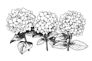 Vintage Hand-Drawn Hydrangea Illustration Sketch of Hortensia Flower, Floral Design . vector