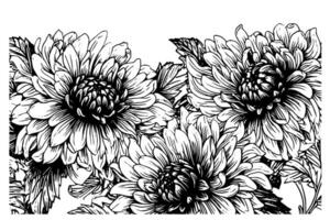 mano dibujado tinta bosquejo de crisantemo. ilustración en grabado Clásico estilo. vector