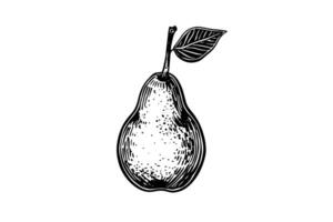 Vintage Pear Illustration Hand-Drawn Sketch of Pyrus Fruit in Engraved Style. vector