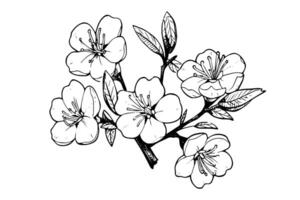 Sakura flower hand drawn ink sketch. Engraved style illustration. vector