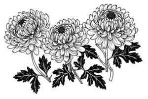 Hand drawn ink sketch of chrysanthemum. Illustration in engraving vintage style. vector
