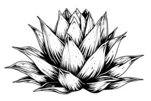 Clásico dibujado a mano bosquejo de agave planta tequila ilustración con azul cactus y Desierto flora. vector