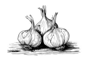 Garlic heads hand drawn ink sketch. Engraving vintage style illustration. vector