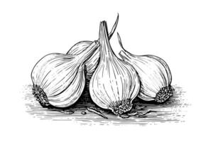 Garlic heads hand drawn ink sketch. Engraving vintage style illustration. vector