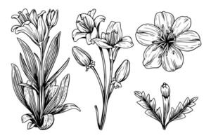 Saffron or crocus hand drawn ink sketch. Illustration in engraving vintage style. vector
