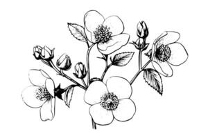 rosa canina flor mano dibujado tinta bosquejo. grabado estilo ilustración. vector