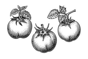 Tomato hand drawn ink sketch. Engraving vintage style illustration. vector