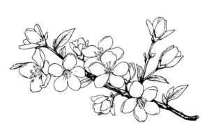 Sakura branch hand drawn ink sketch. Engraved style illustration. vector