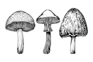 Hand drawn ink sketch of mushrooms set. Engraving vintage style illustration. vector