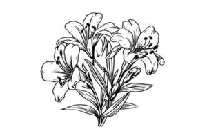 Saffron or crocus hand drawn ink sketch. Illustration in engraving vintage style. vector