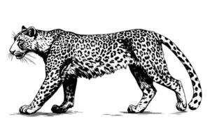 negro y blanco mano dibujado tinta bosquejo de leopardo camina. ilustración. vector