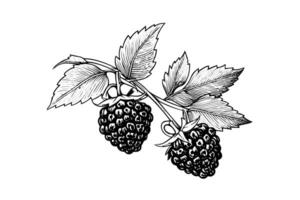 Blackberry or raspberry hand drawn ink sketch. Engraving vintage style illustration. vector