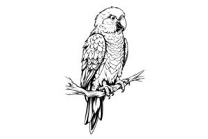 Parrot sitting on a branch hand drawn ink sketch. Engraved style illustration. vector