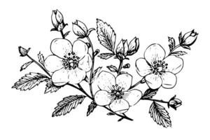 rosa canina flor mano dibujado tinta bosquejo. grabado estilo ilustración. vector