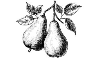 Pear fruit hand drawn ink sketch. Engraved style illustration. vector