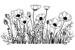 Wild flower line drawing ink sketch. Engraved style retro illustration. vector