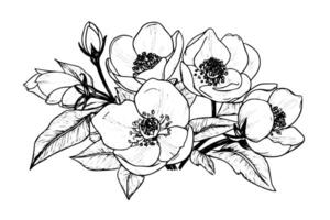 Clásico invierno floral dibujado a mano eléboro botánico Navidad ilustración. vector