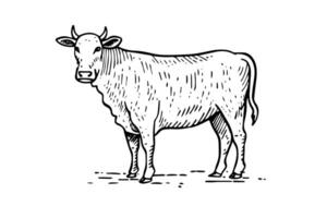 Vintage Cow Illustration Engraved Sketch of Beef Farming Ink Logotype. vector