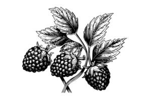 Mora Fruta mano dibujado tinta bosquejo. grabado estilo ilustración. vector