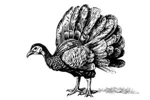 Turkey hand drawn ink sketch. Engraving vintage style illustration. vector