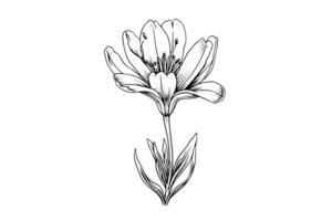 Saffron or crocus hand drawn ink sketch. Illustration in engraving vintage style. vector