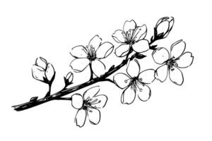 Sakura branch hand drawn ink sketch. Engraved style illustration. vector