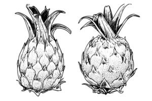 pitaya o continuar Fruta mano dibujado tinta bosquejo. grabado Clásico estilo ilustración. vector