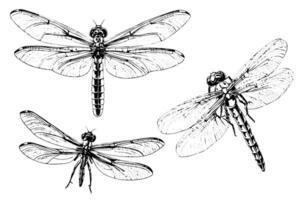 Dragonfly hand drawn ink sketch. Engraved style illustration. vector