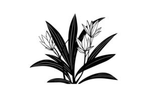 Hand-drawn ink sketch of minimal plant, black forts for graphic design. Engraved style illustration. vector